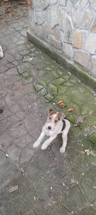 Фокс Териер Момичета