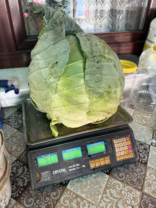 Varza sarmale+varza salata