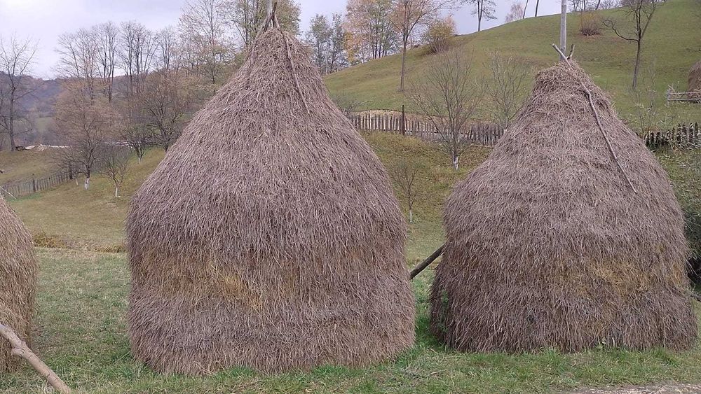 Vând 5 clăi de fan si una de otava, Bănița.