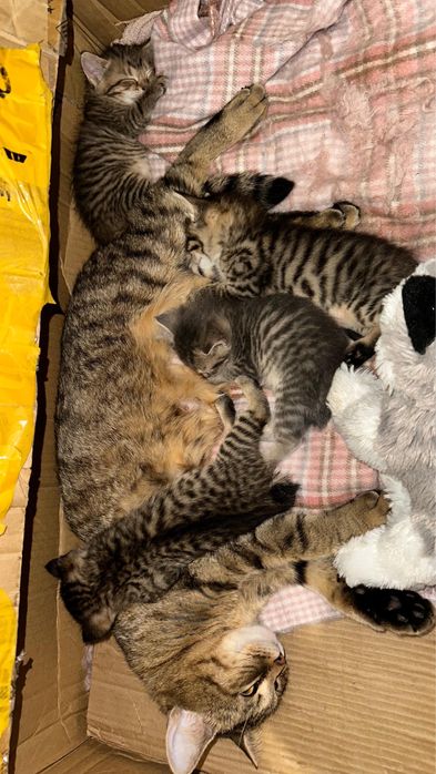 Котята отдам бесплатно!!! Красивые пушистые!!!