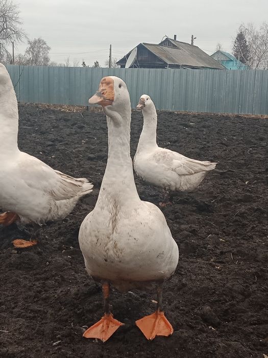 Продам гусей живым весом