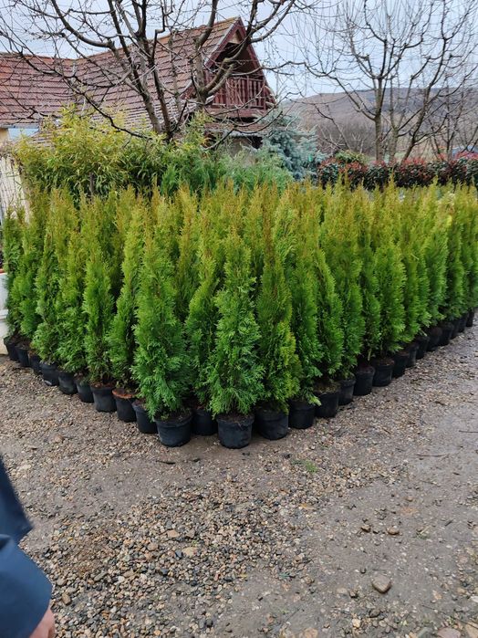 Tuia la ghiveci de la 70  cm la 1.8 m