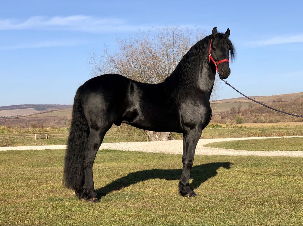 Friesian Armăsar talie mare Frizian