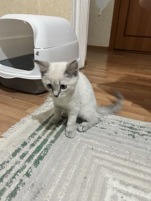 Продам котенка!!!