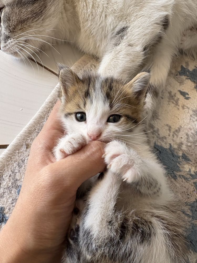 Отдам котят бесплатно,