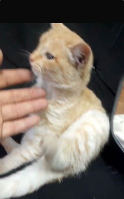 Солнечный мальчишка. Мурлыка и Забияка