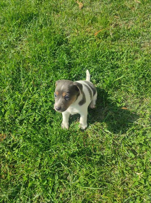 Джак ръсел териери