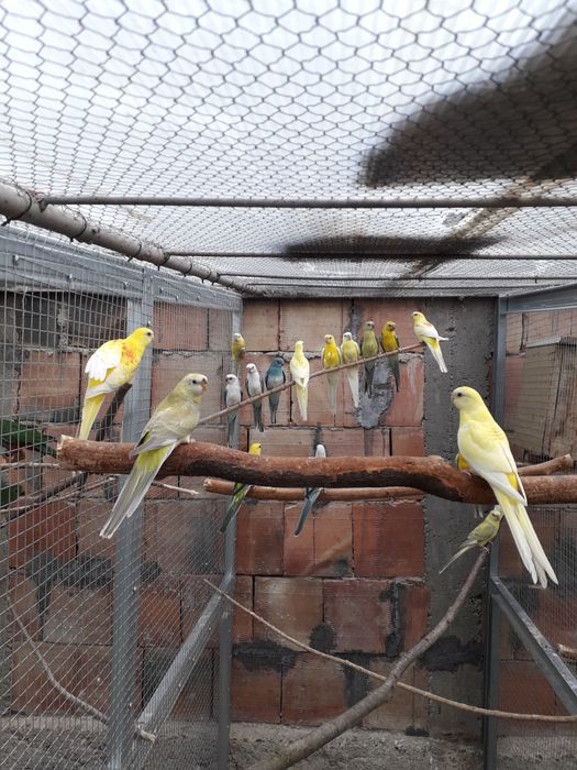 Пойни папагали различни мутации и малки александри