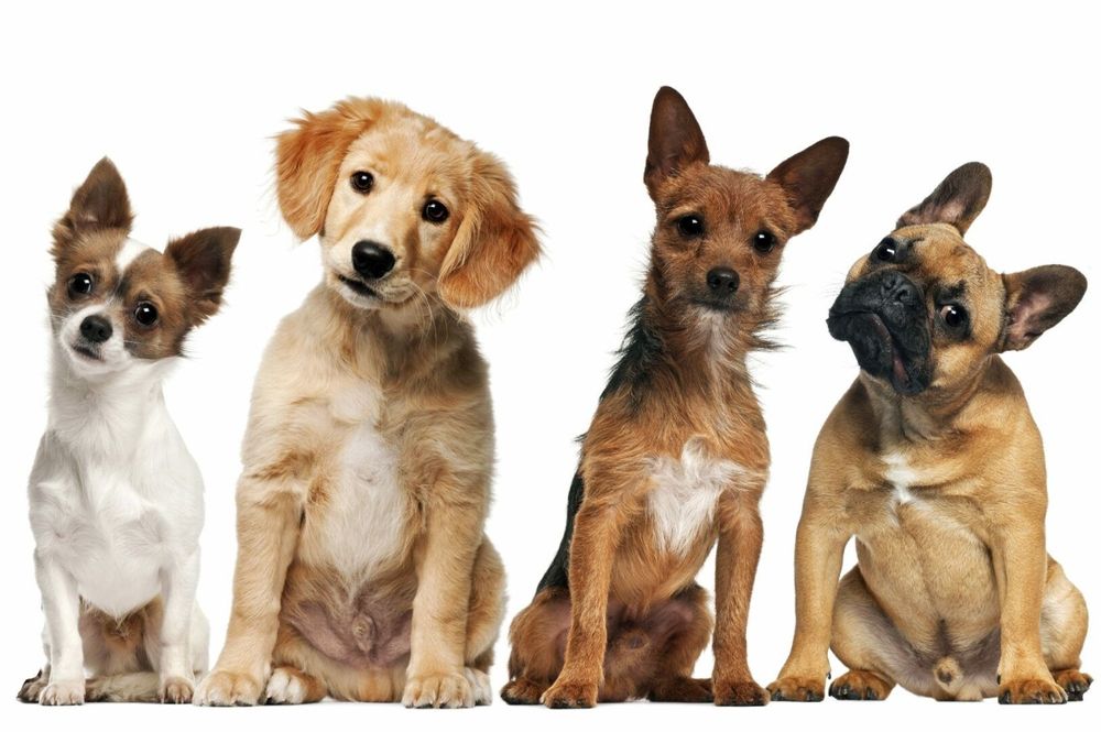 Выгуливаю собак.