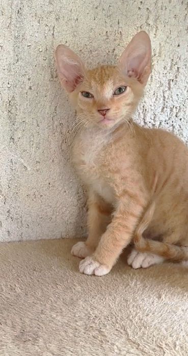 БРАШ с родословието на Донски сфинкс мъжки