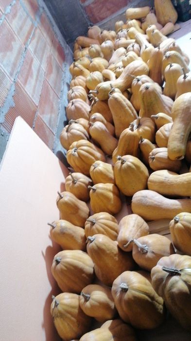 Vând dovleci plăcintari, dovleci pentru plăcintă, bio