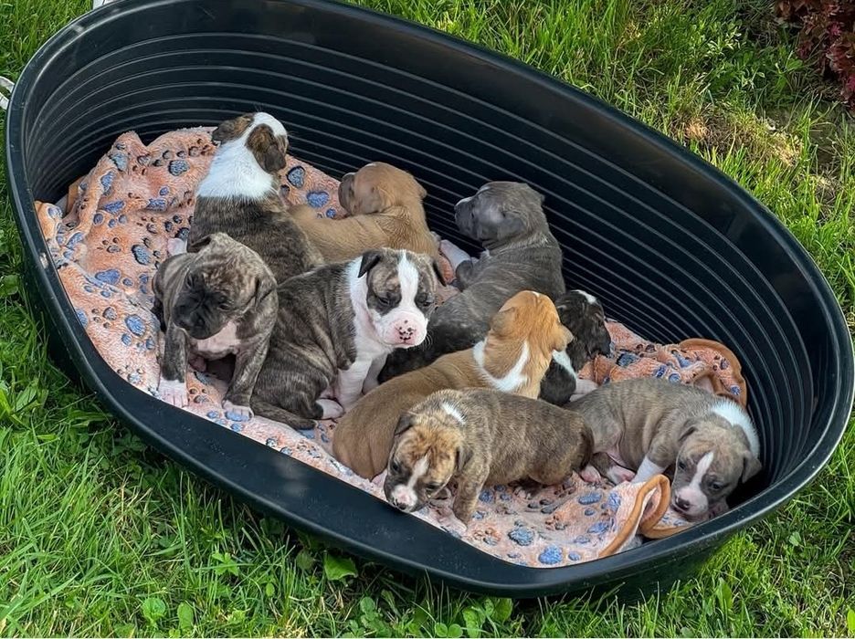 Pet sitting & walking. Dresaj canin.