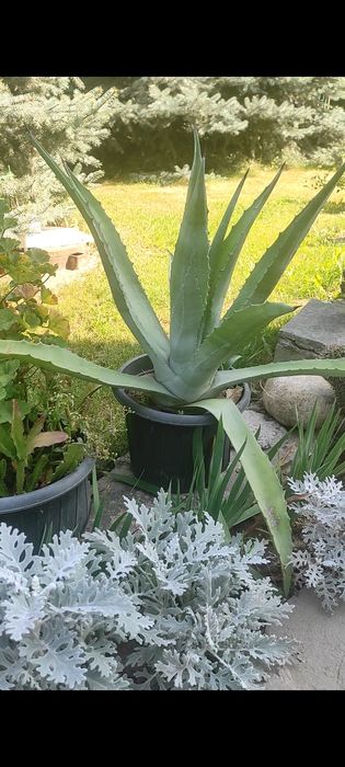 Цветы кактус в доме