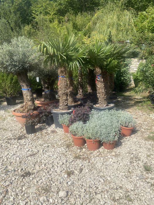 Brazi,și plante ornamentale etc
