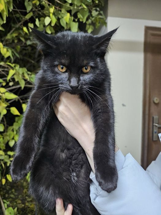 Два малаша в поисках дома ! Ташкент!