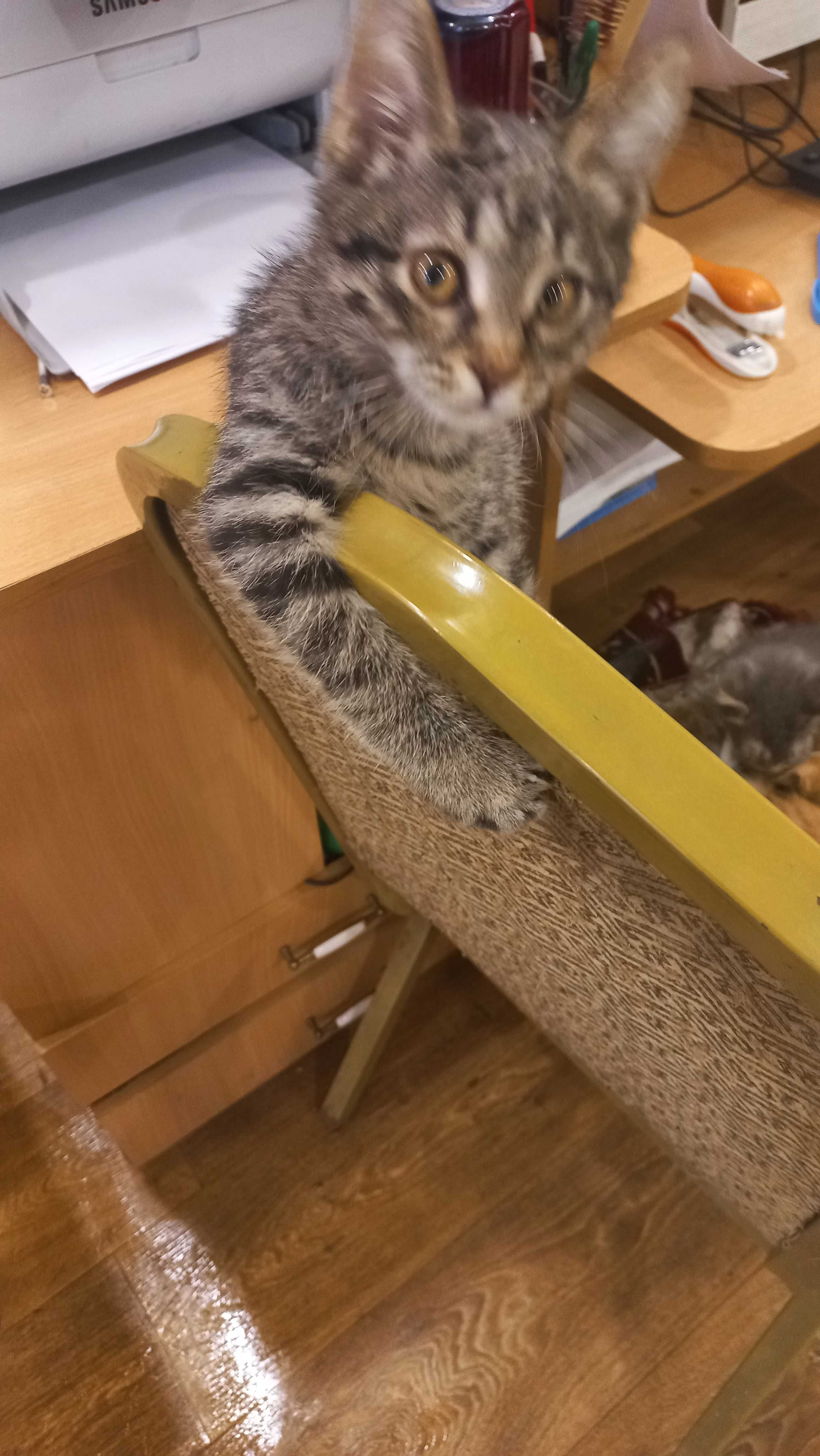 Отдам котят двух девочек в хорошие руки