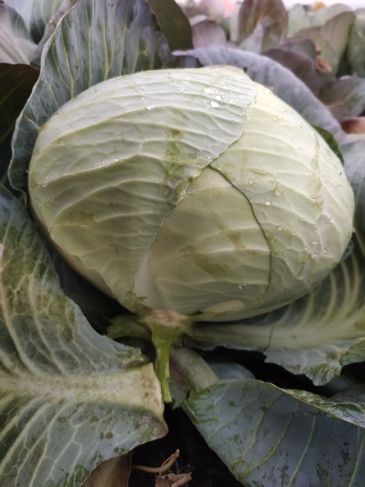 Varza de pastrare agresor