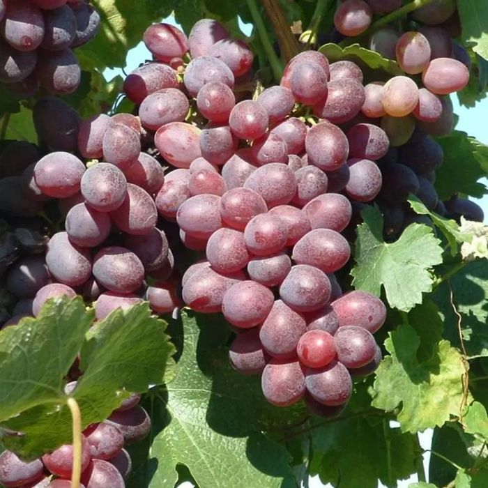 Vita de Vie Soiuri De Masa roze