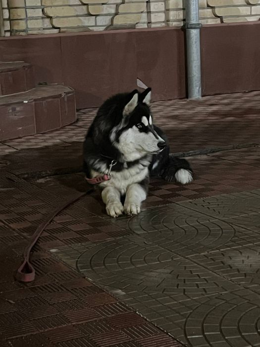 Продается Хаски Сибирская