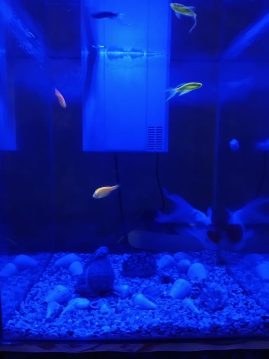 Аквариум 35 литрли