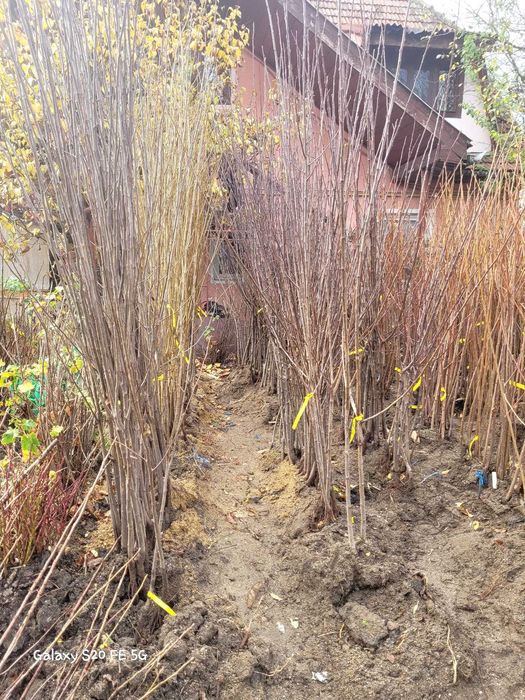 Pruni altoi cu fructe mari, Top Taste Top Hit Centenar Renglot