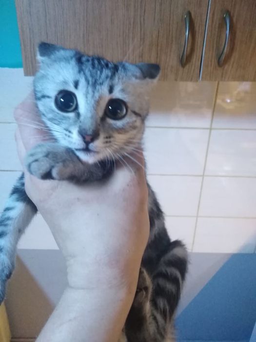 Продам кошку британку прямоухую
