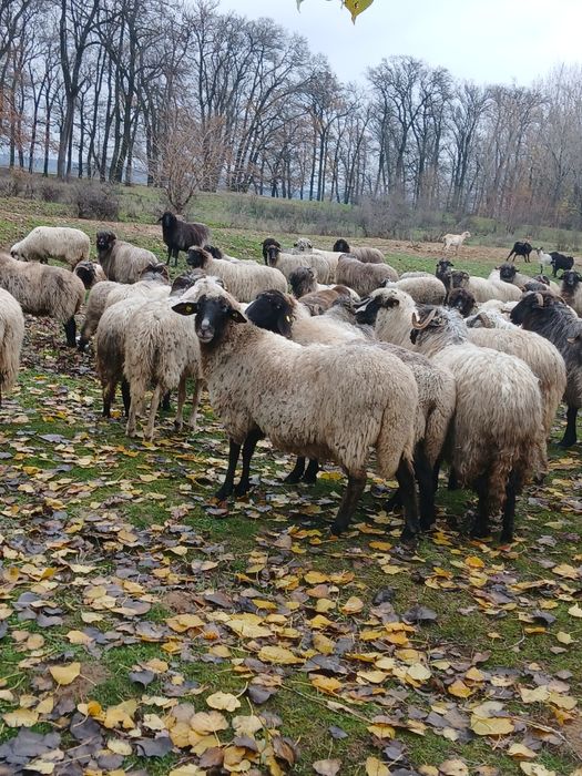 Schimb oi cu capre bune  sau vând