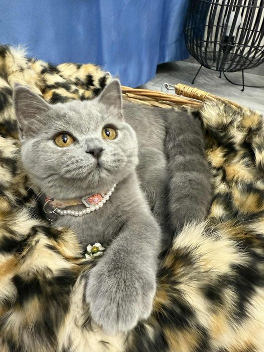 Bristish Shorthair , fetiță