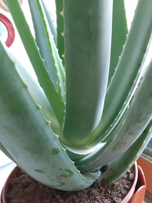 Aloe vera Barbadensis Mille,70 cm înălțime, peste 6 ani, boboc floare