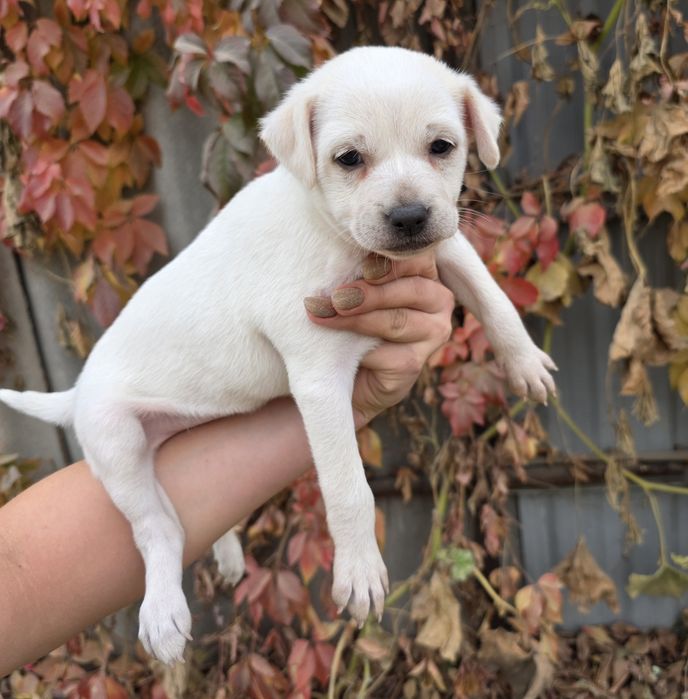 Срочно в хорошие руки ,помесь чихуахуа!