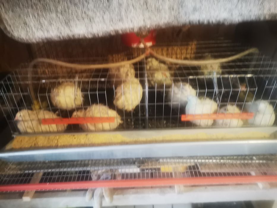 Vând prepelite tineret