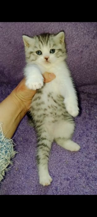 Роскошные котята