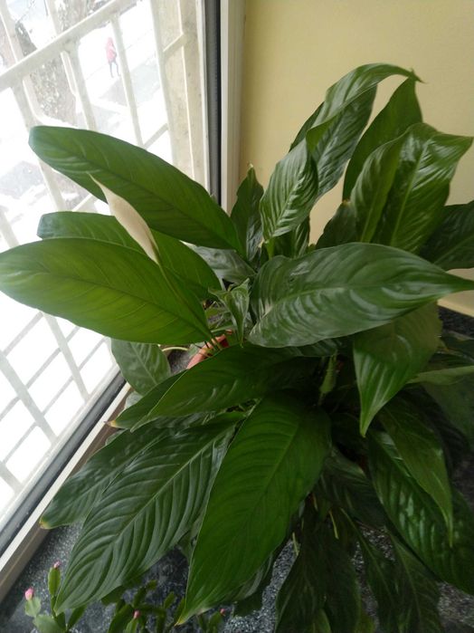 Vând Floare Spathiphyllum Wallisii, Crinul Păcii sau Floarea Lunii