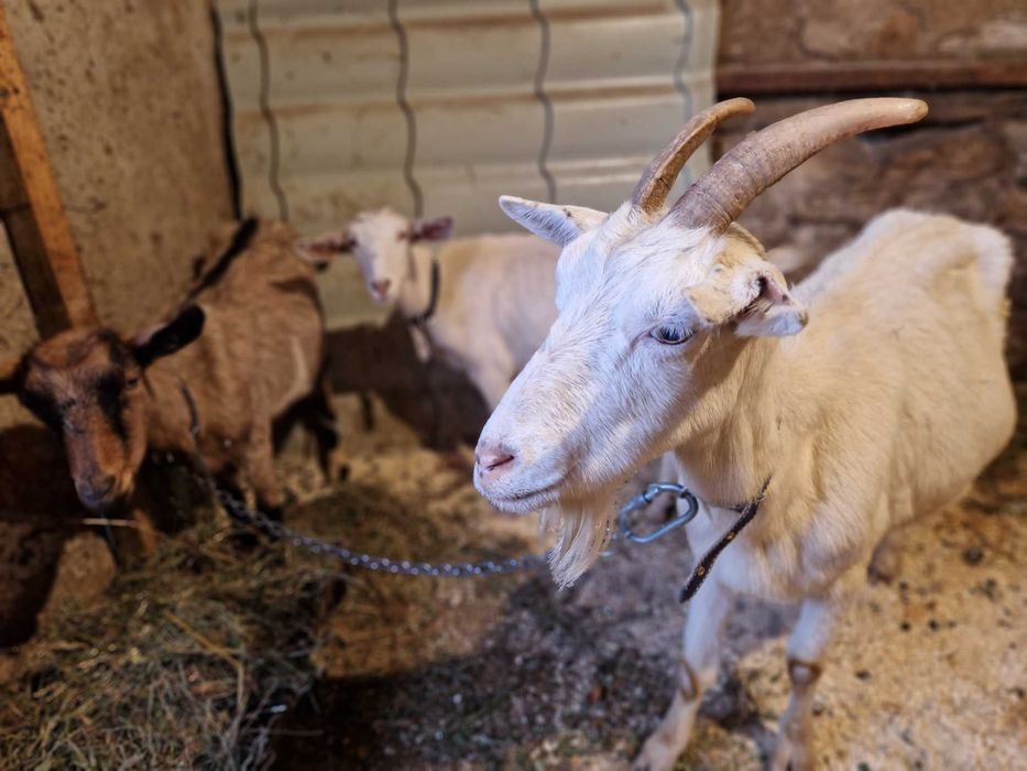 Vanzare capre de rasa