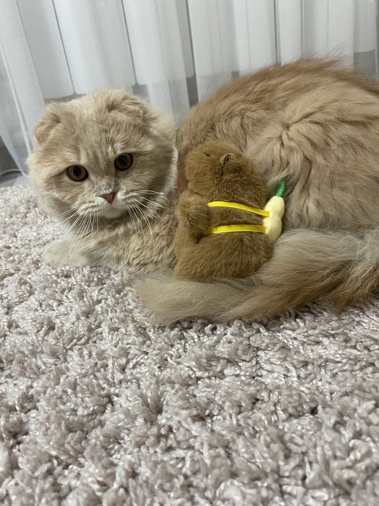 Кот для вязки, шотландец