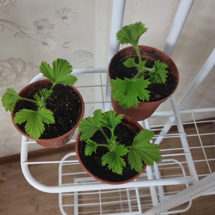 Отростки Королевской пеларгонии