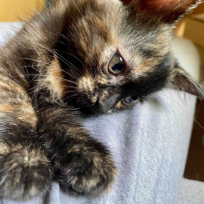 Подарявам пухкаво домашно коте Izzy