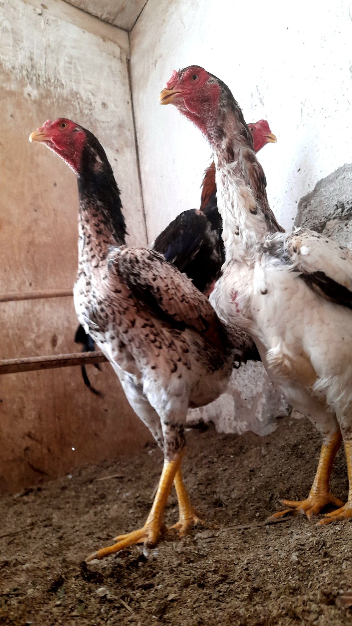 Dakan xoroz tovuqlar sotiladi