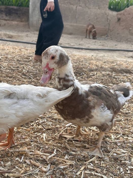 #самаркандда сотилади