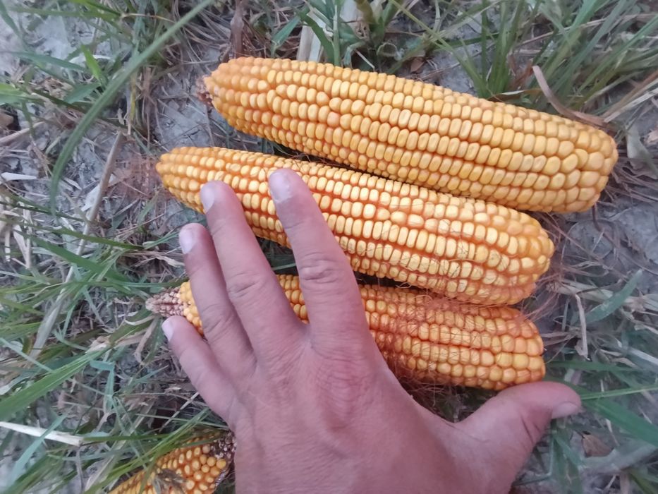 Сотилади Makkajoʻxori Маккажухори PL-700