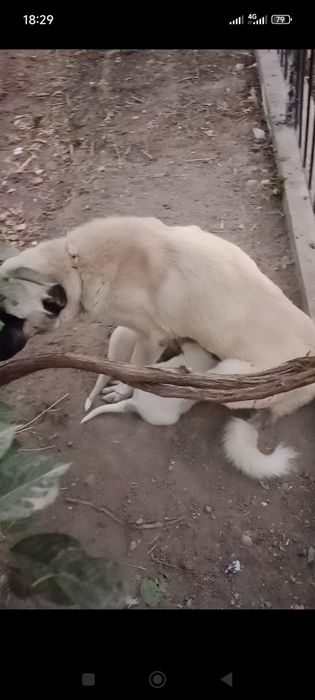 Турк Канголи сотилади