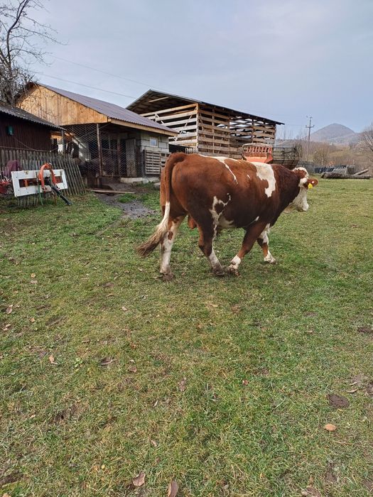 Taur bălțată românească cu certificat de origine