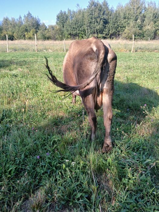 Vaca bruna , 8 ani f bună de lapte
