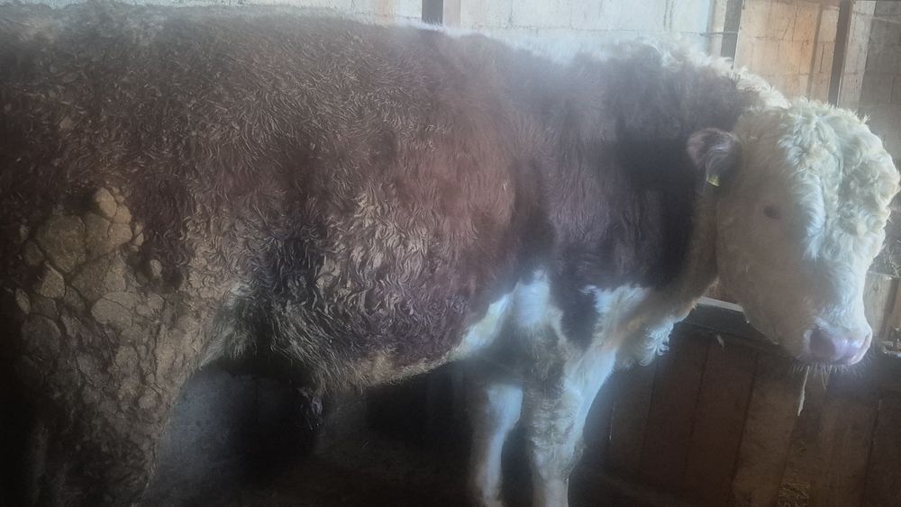 Продам бычка большого откормленного можно на мясо .