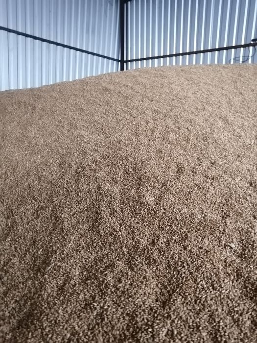 Vând grâu de anu asta