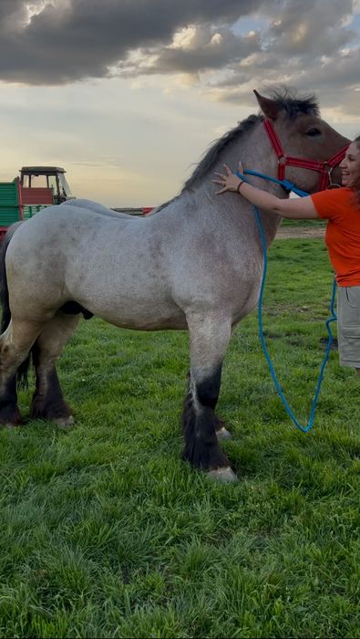 Mânz ardenez special,2 ani!
