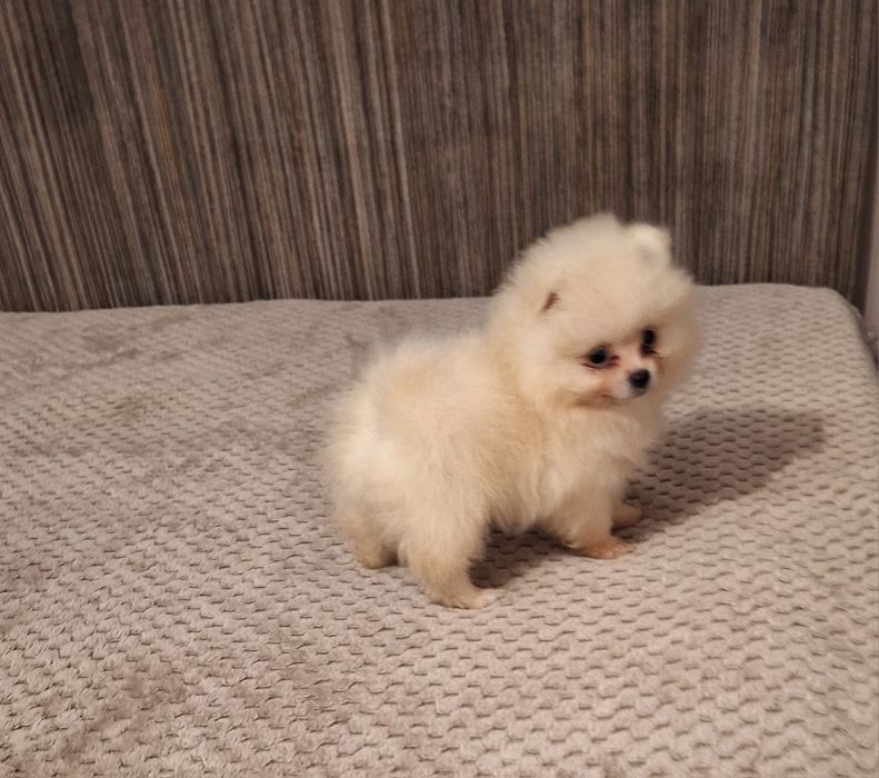 Померан,померанче