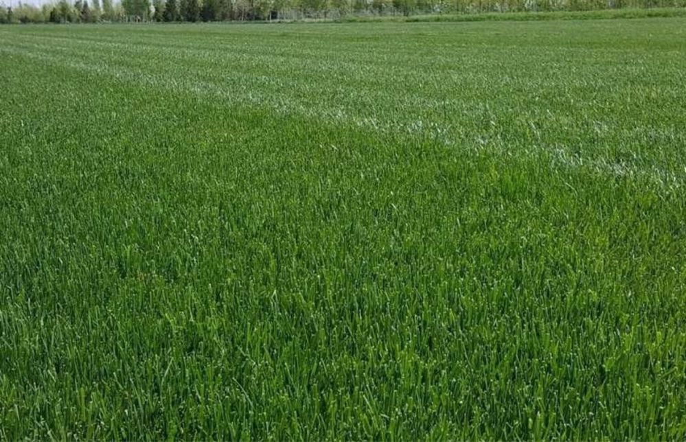 Gazon rulouri - Verde instant pentru grădina ta!