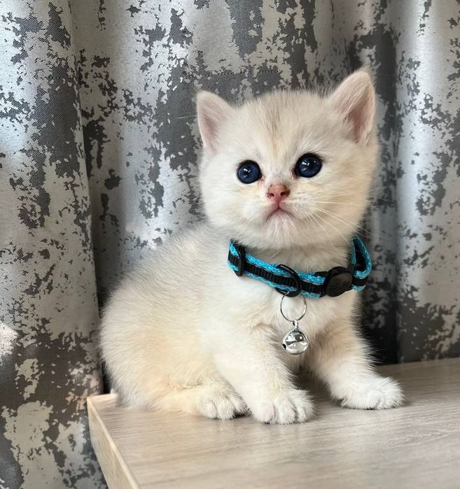 Serebristiy shinshila britan sotiladi