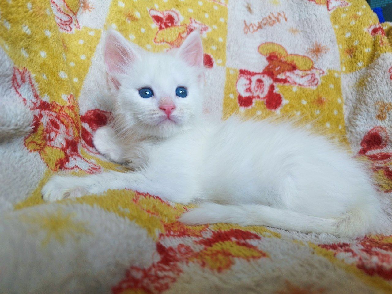 Шикарные котята Майн куна